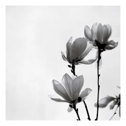 Leinwandbild - Frühlingsbote Magnolie Schwarz Weiß In Schwarz-Weiß