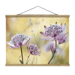 Stoffbild Mit Posterleisten - Astrantia Major In Violett