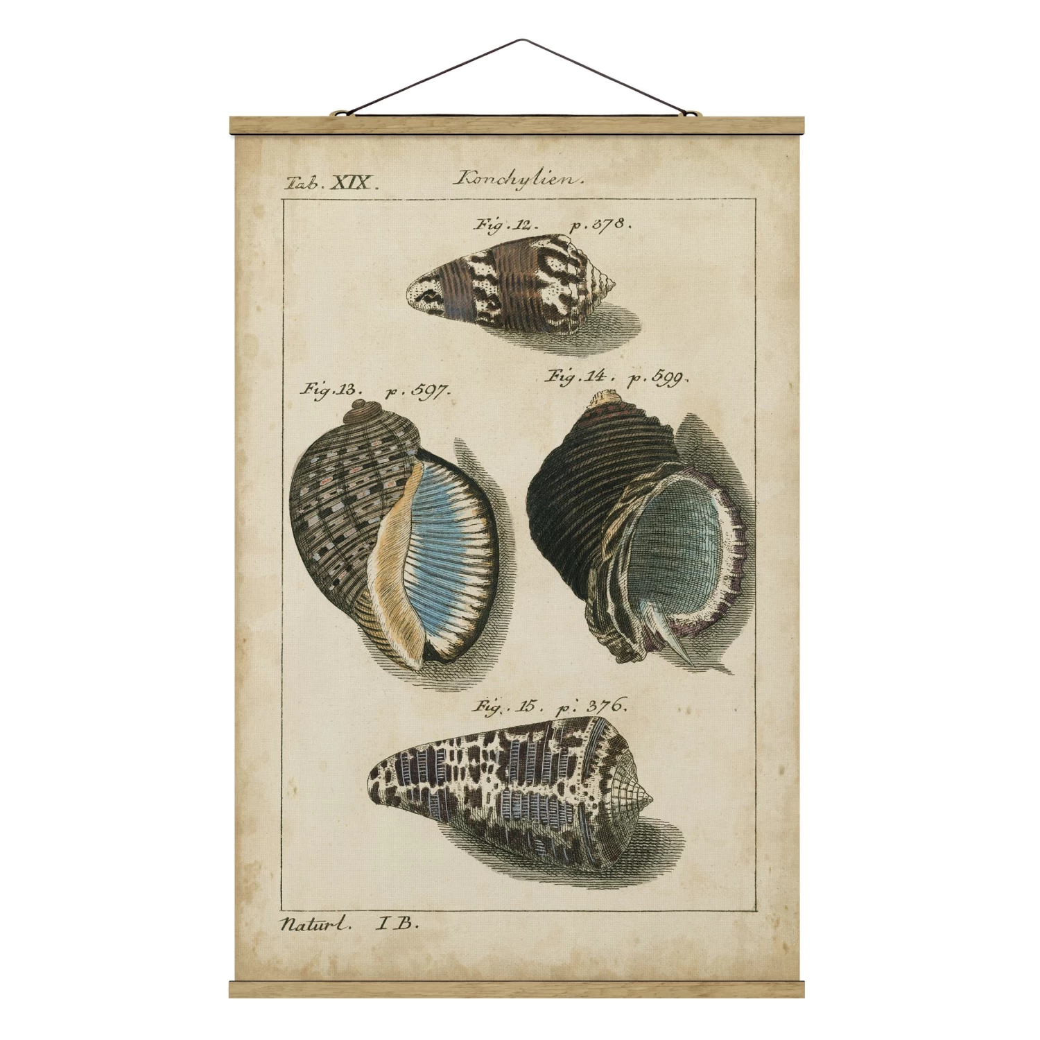 Stoffbild - Vintage Muschel Zeichnung Braun In Creme-Beige – Bild 5