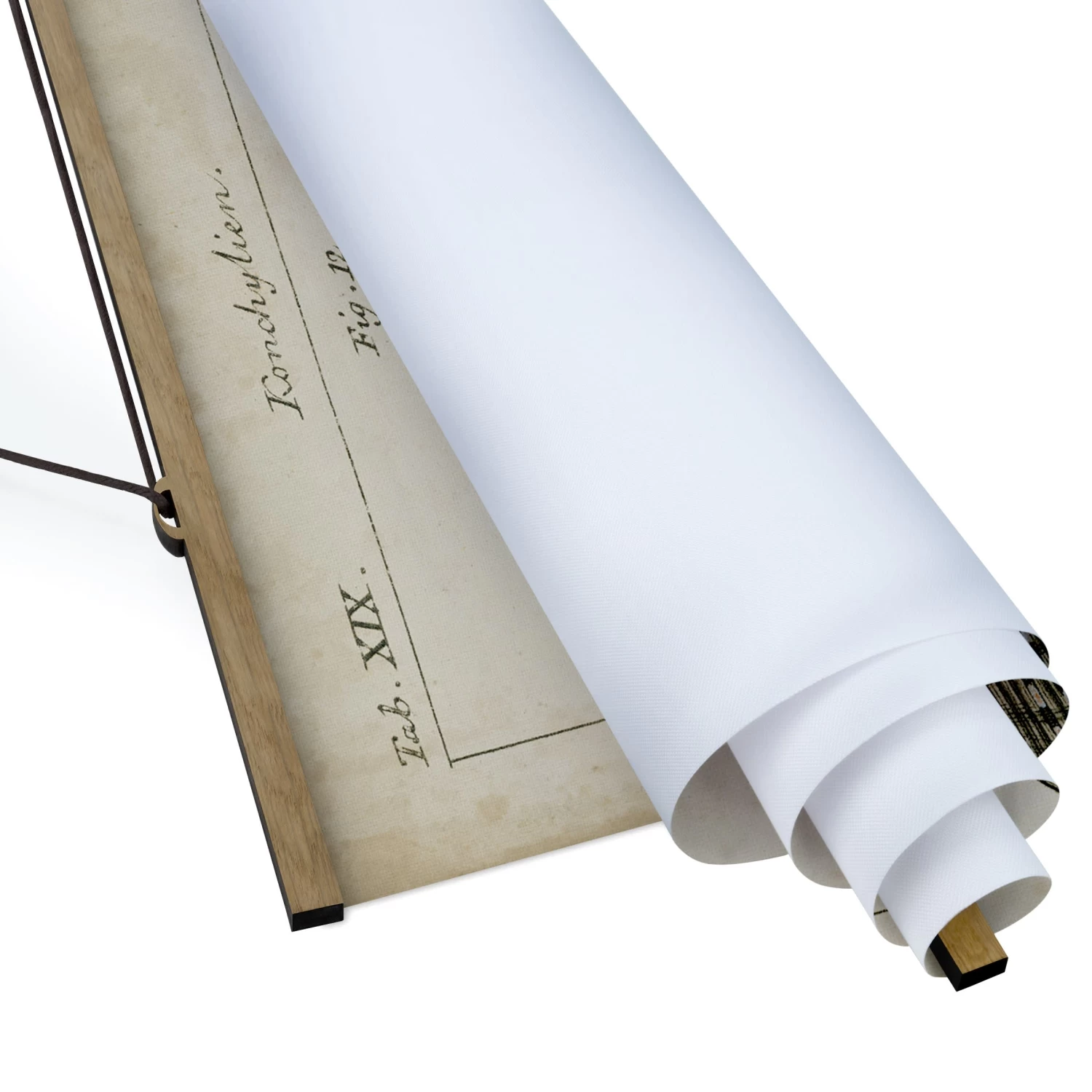 Stoffbild - Vintage Muschel Zeichnung Braun In Creme-Beige – Bild 6