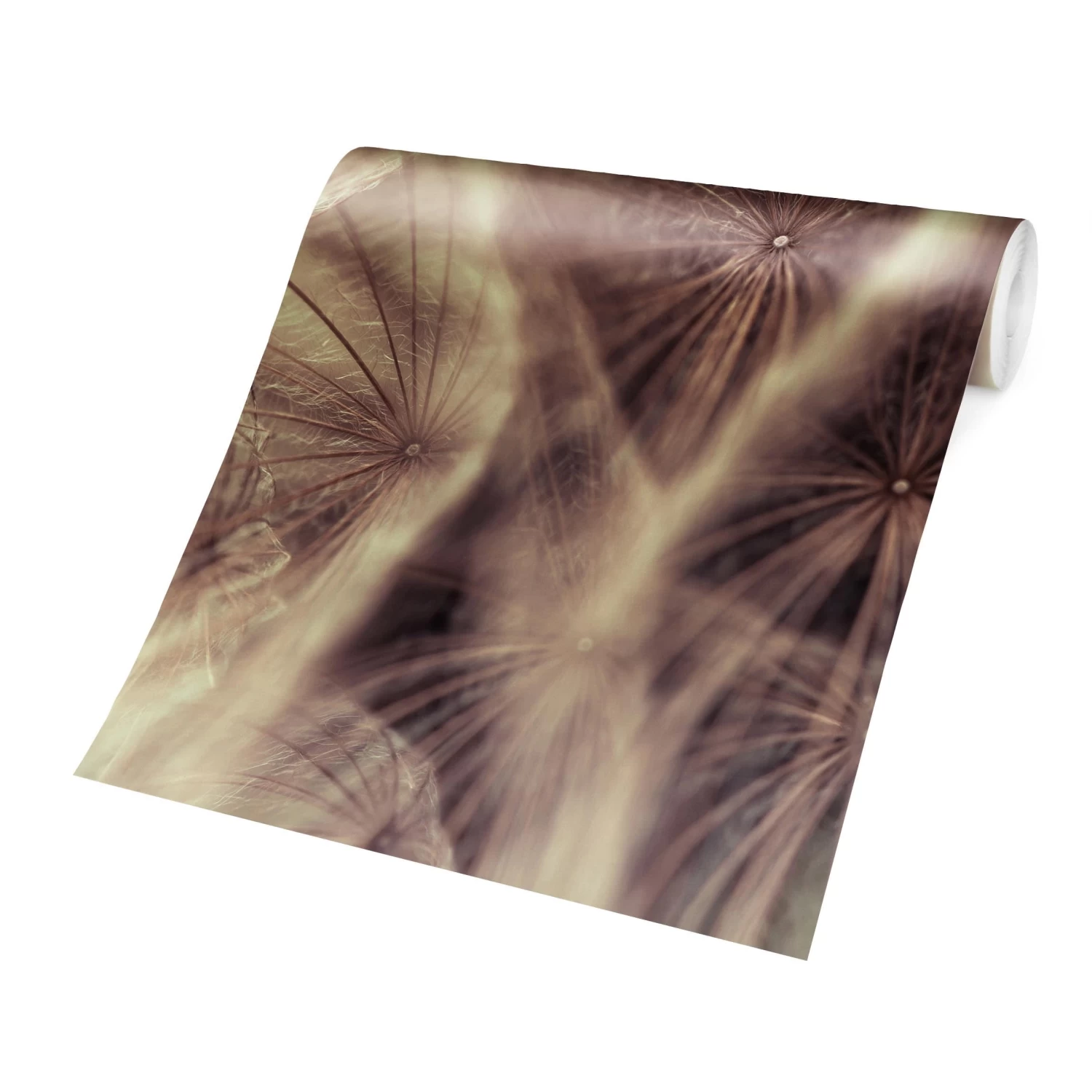 Vliestapete Premium - Detailreiche Pusteblumen Makro Vintage In Beige – Bild 6